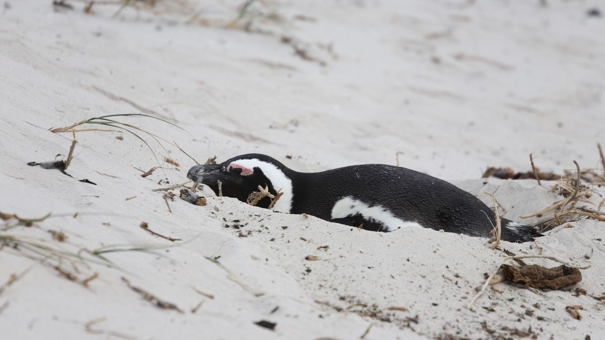 Na pláži v JAR našli přes 60 tučňáků ubodaných včelami